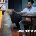 laser pointer chaser nyt