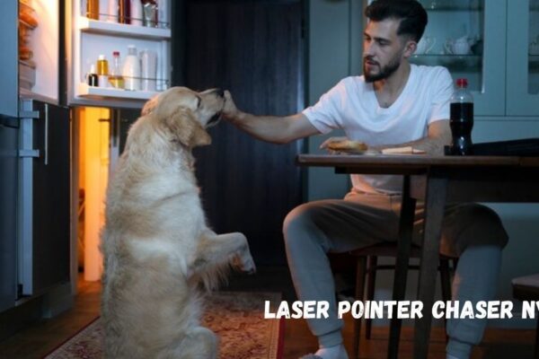 laser pointer chaser nyt