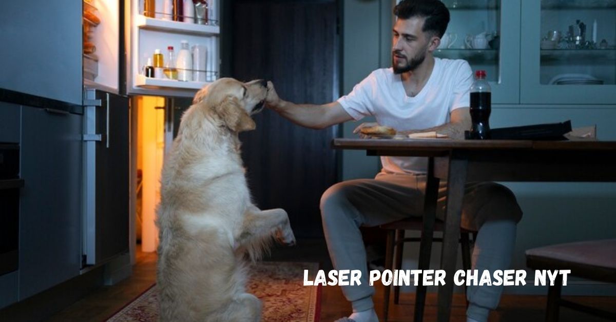 laser pointer chaser nyt