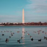 Close up on the ducks in the water, Washington monument in the background