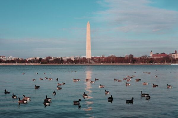 Close up on the ducks in the water, Washington monument in the background