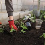 A Complete Guide on Maintenance Practices for Your Greenhouse Polycarbonate Roofing Sheets