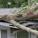 4 Key Warning Signs Your Tall Skinny Tree Is a Threat to Your Property