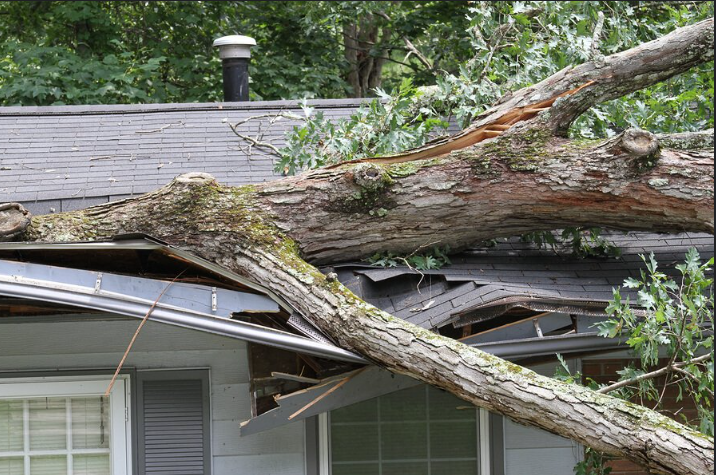 4 Key Warning Signs Your Tall Skinny Tree Is a Threat to Your Property