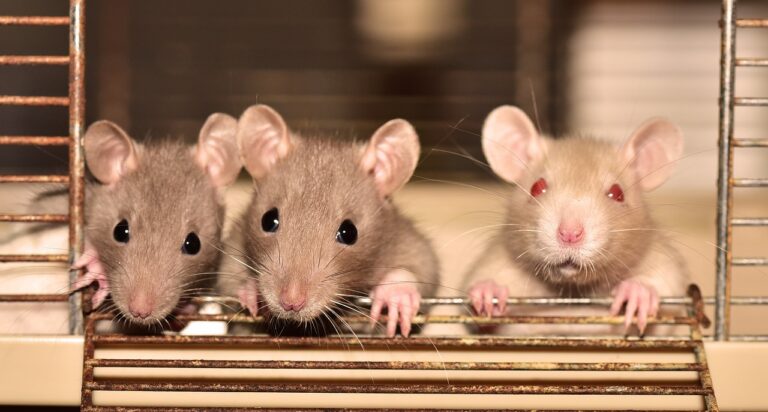 How to Safeguard Your Home from Rodent Infestations?