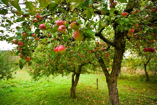 The Best Fruit Trees for Small Urban Gardens