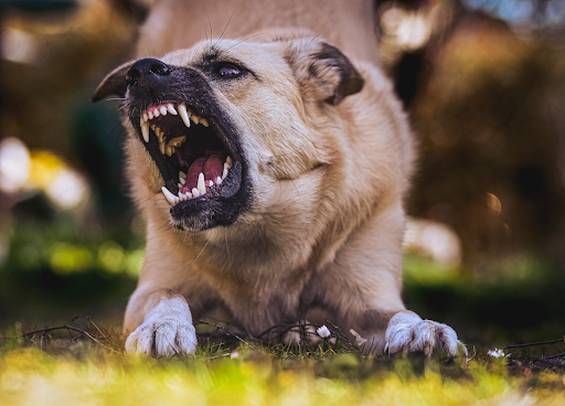 The Role of a Dog Attack Accident Lawyer in Your Recovery Journey